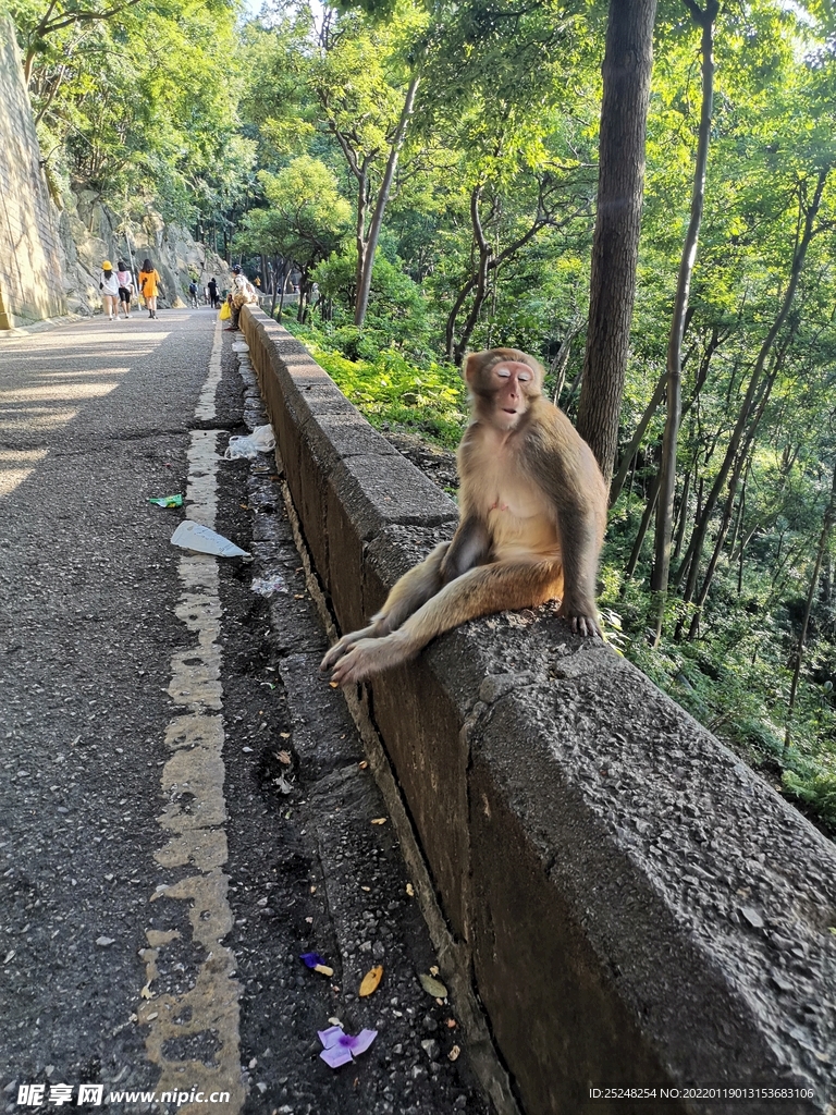 贵阳黔灵山公园猴子