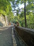 贵阳黔灵山公园猴子
