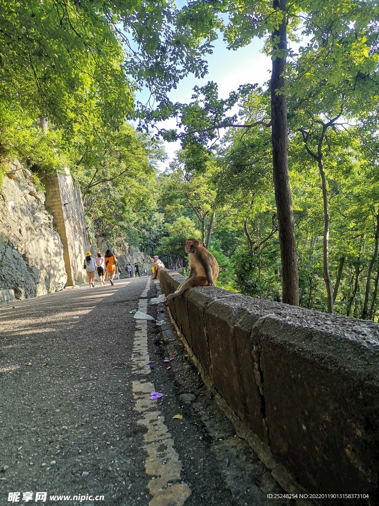 贵阳黔灵山公园猴子