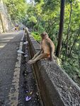 贵阳黔灵山公园猴子