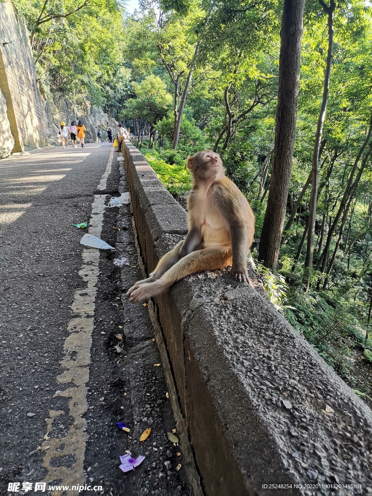 贵阳黔灵山公园猴子