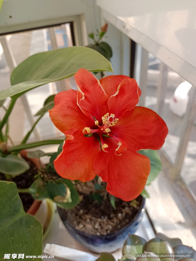 木槿花