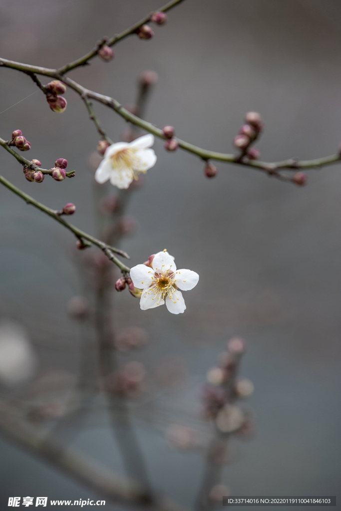梅花