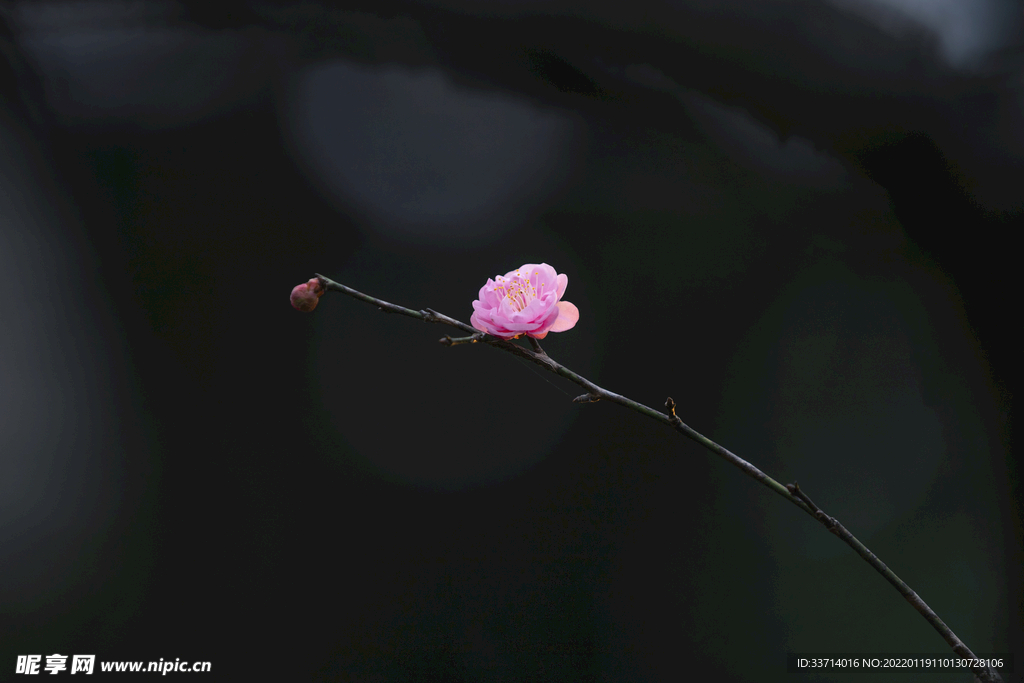 梅花