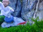 观赏虾