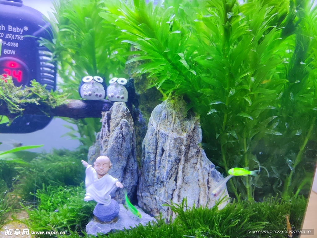 水草鱼景观