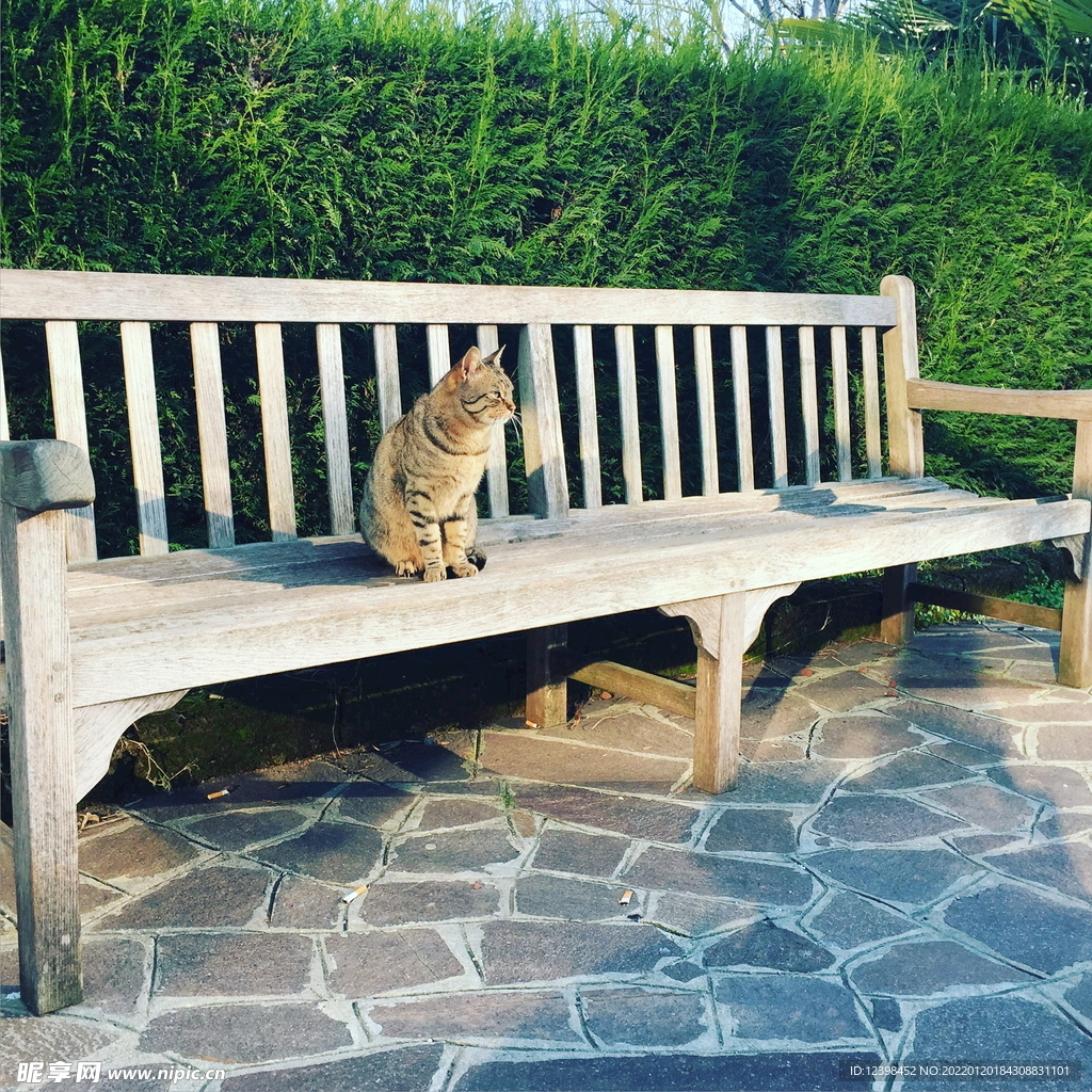 猫咪