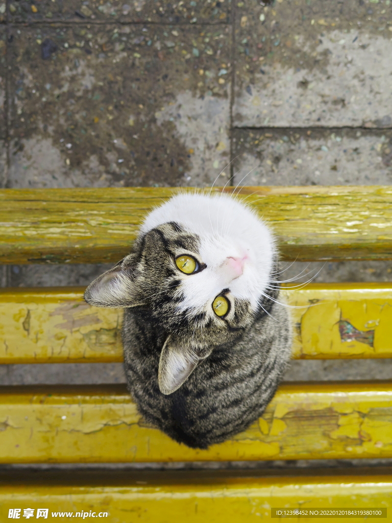 小猫