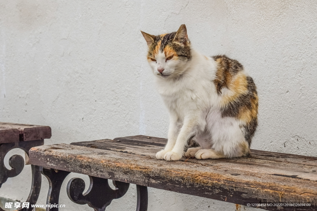 猫咪