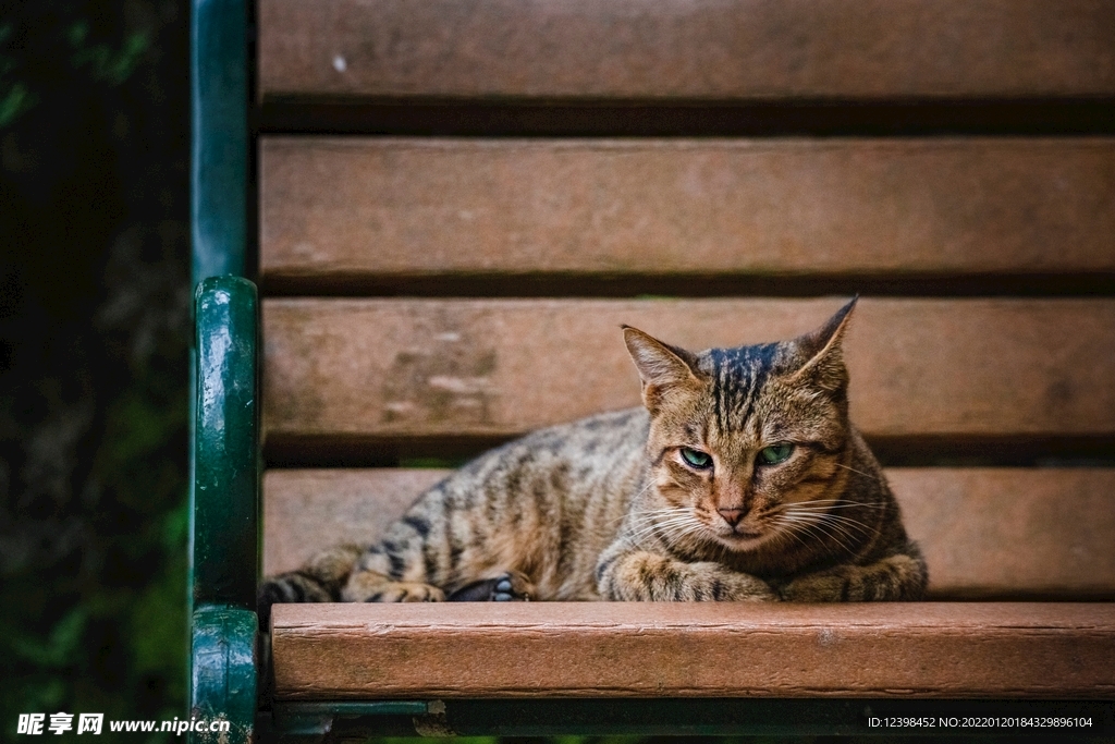 可爱的猫咪
