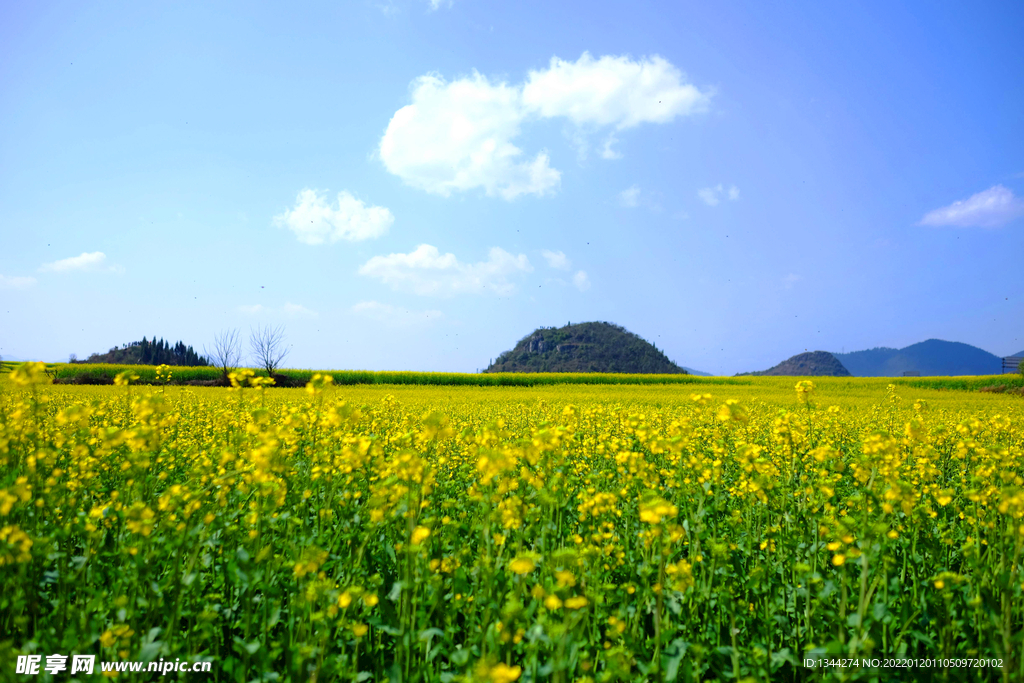 油菜花风景