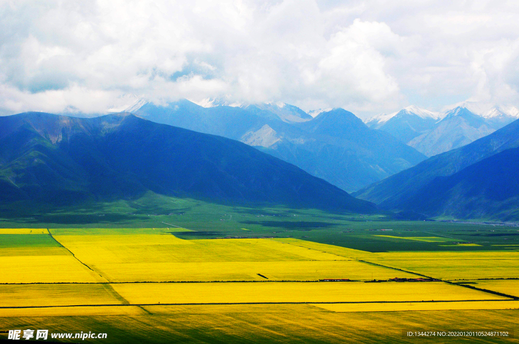 油菜花风景