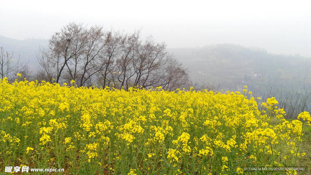 油菜花