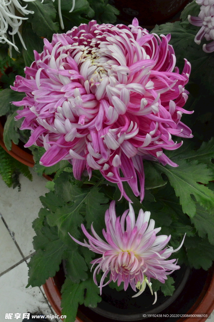 菊花