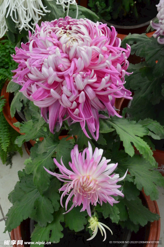 菊花 