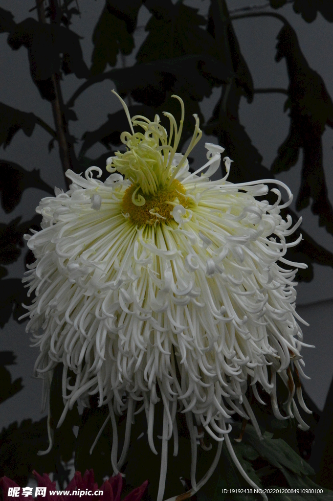 菊花 