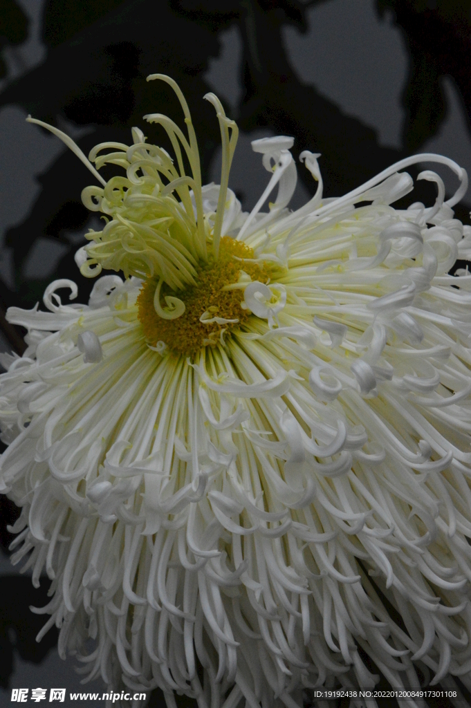 菊花 