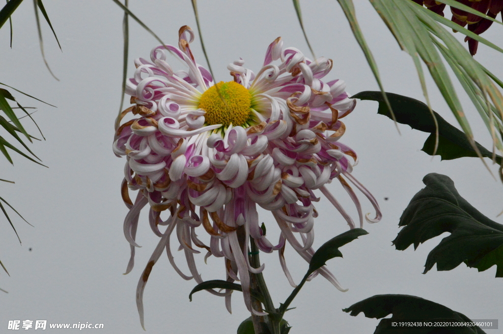 菊花 