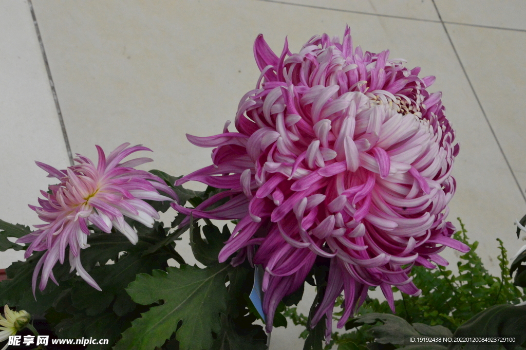 菊花