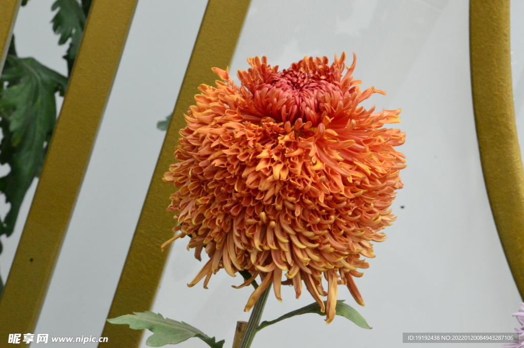 菊花 