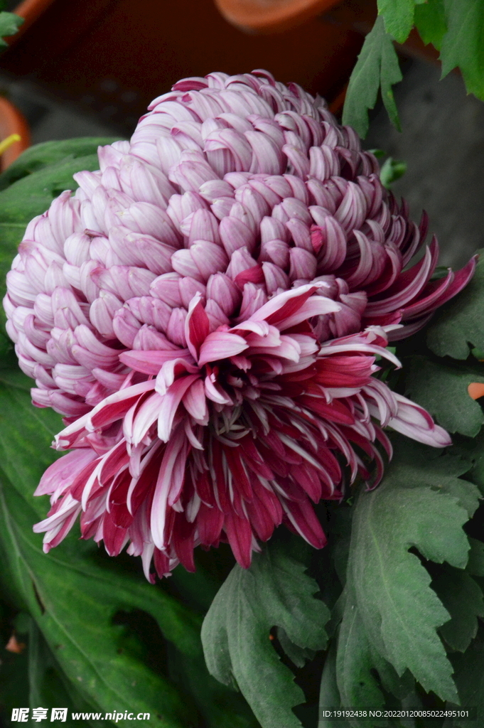 菊花 