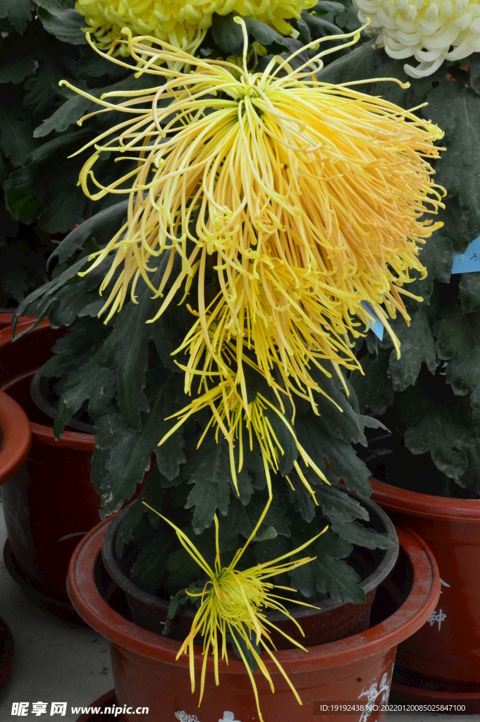 菊花 