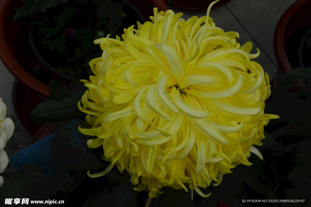 菊花 