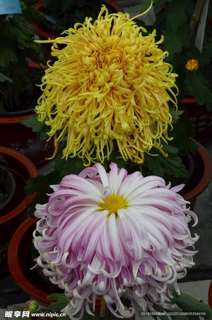 菊花