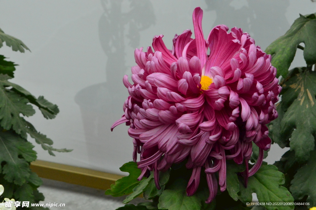 菊花 