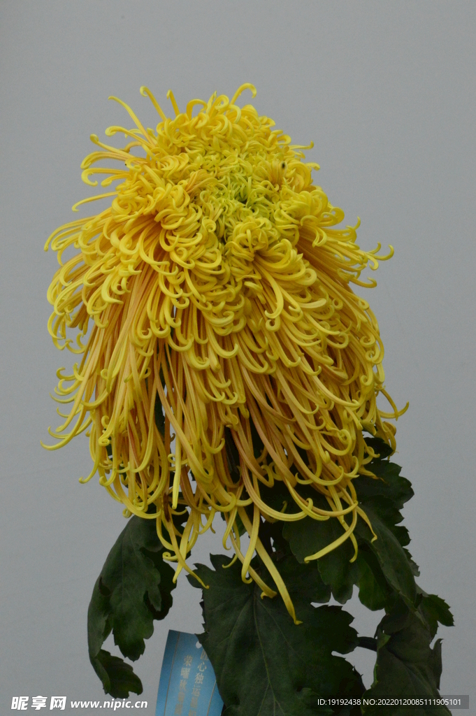 菊花 
