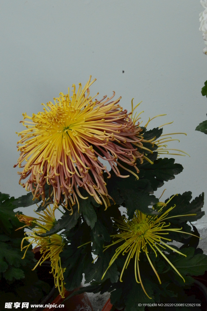 菊花 