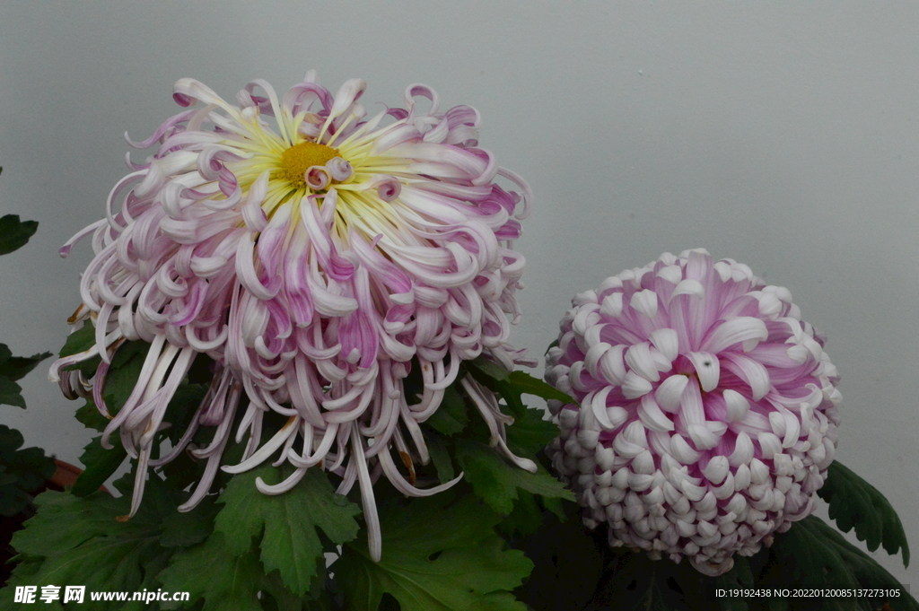 菊花 