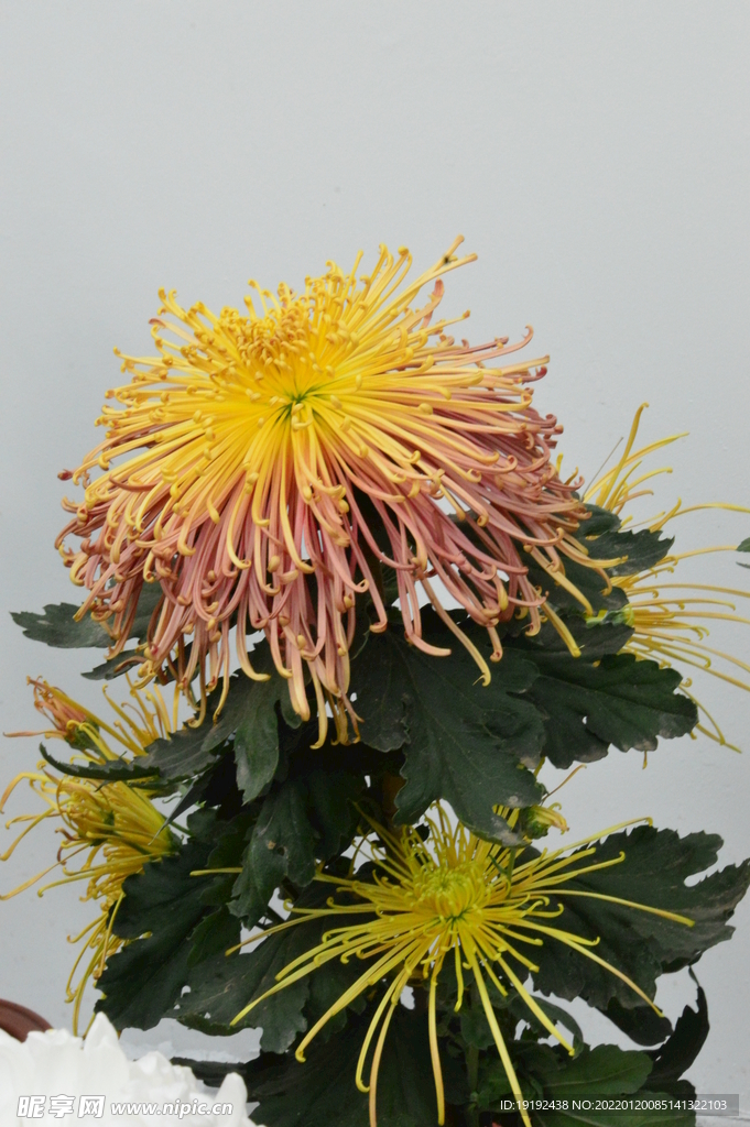 菊花 
