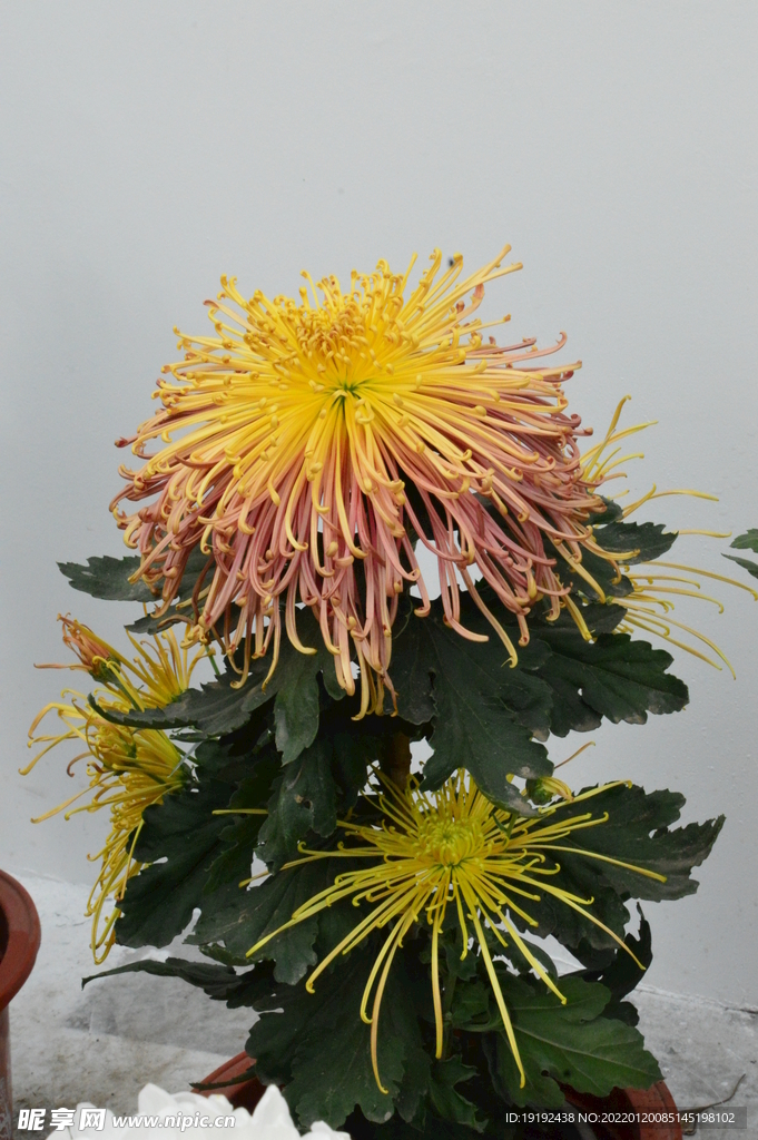 菊花