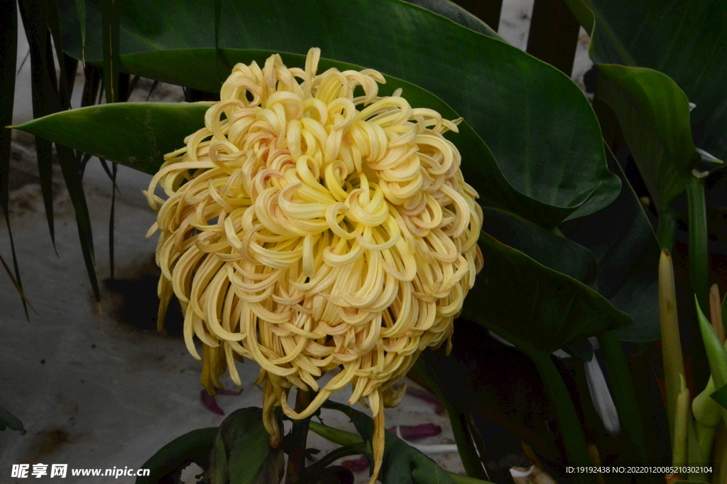 菊花