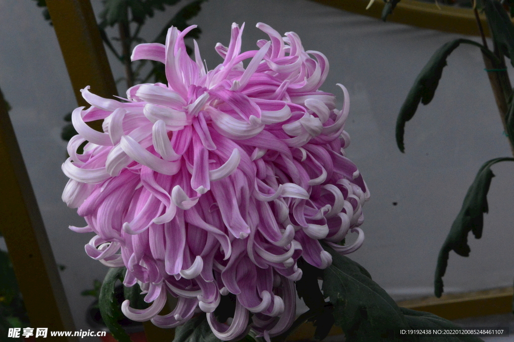 菊花 