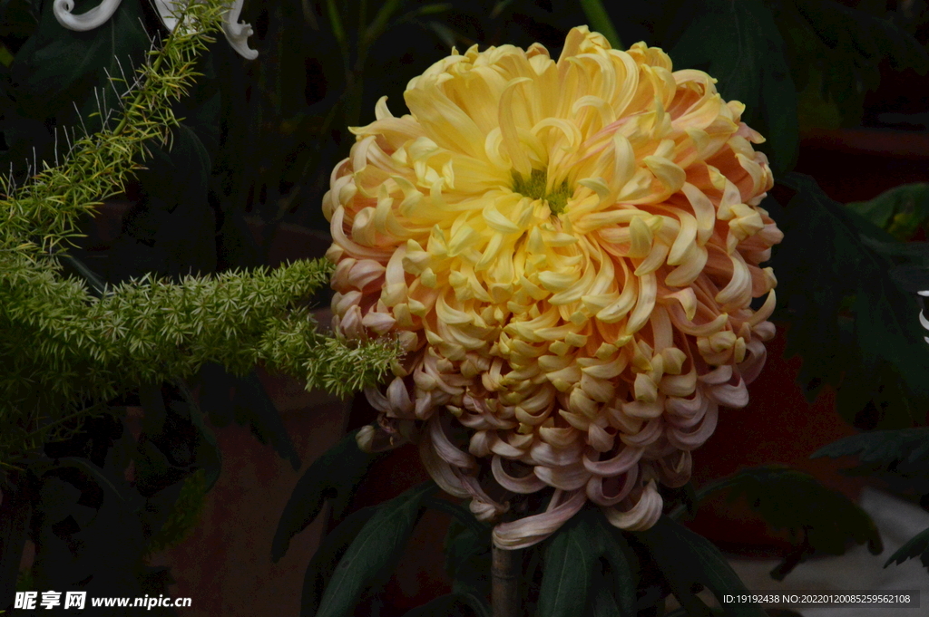 菊花 