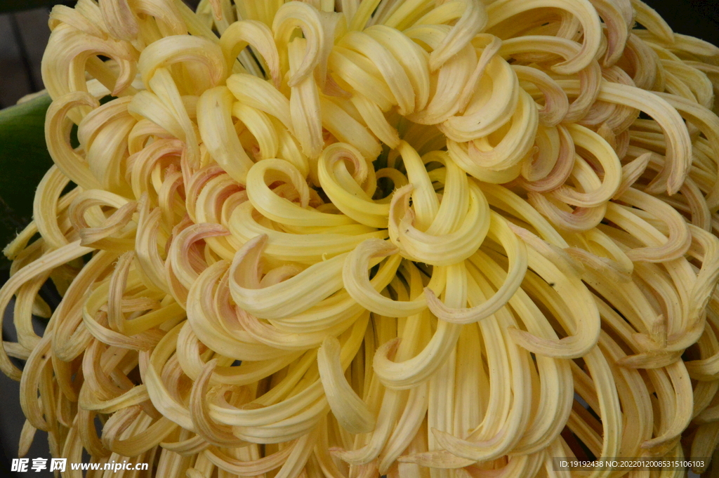 菊花 