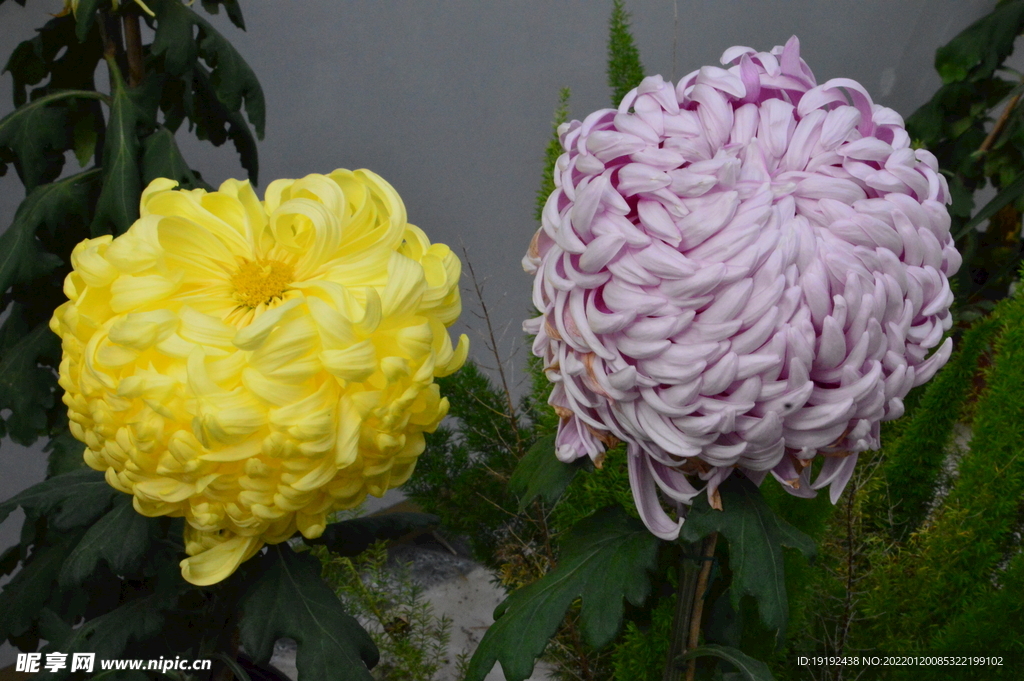 菊花