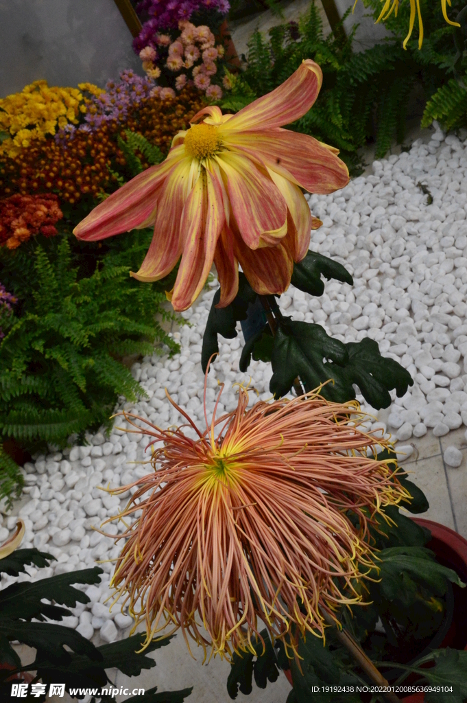 菊花