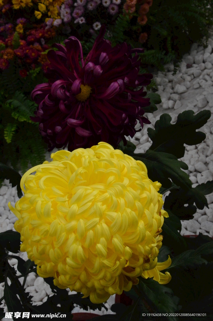 菊花 