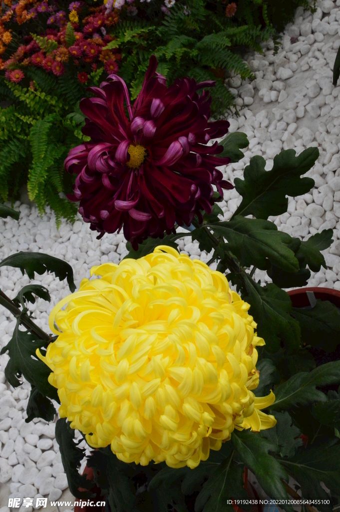 菊花