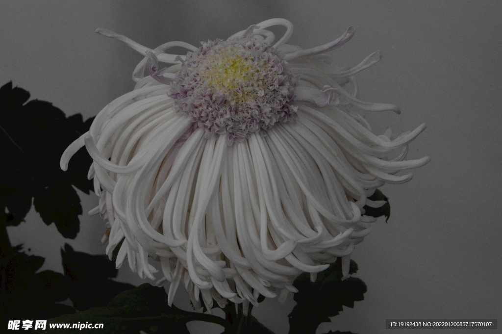 菊花