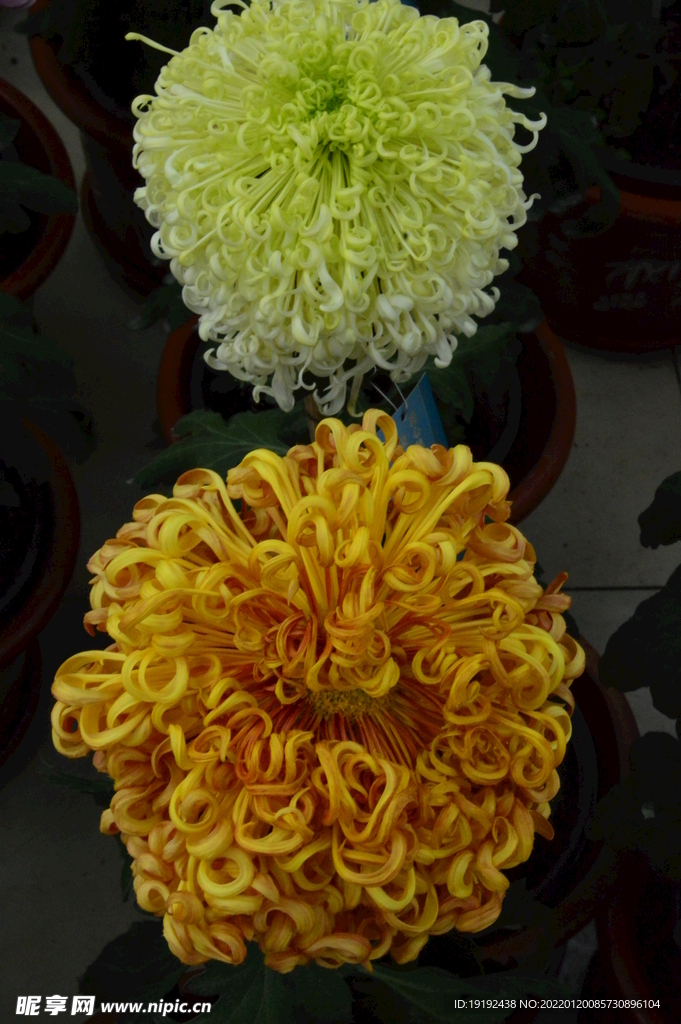 菊花 