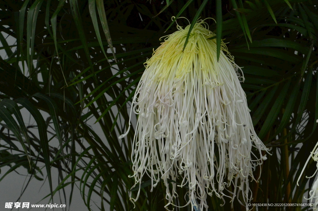 菊花 