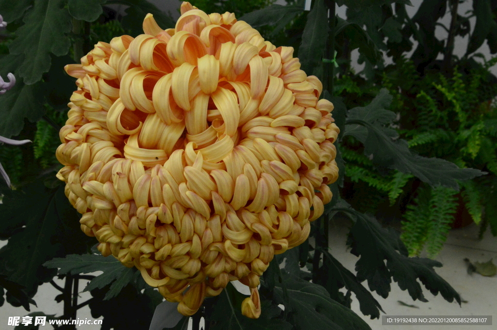 菊花 