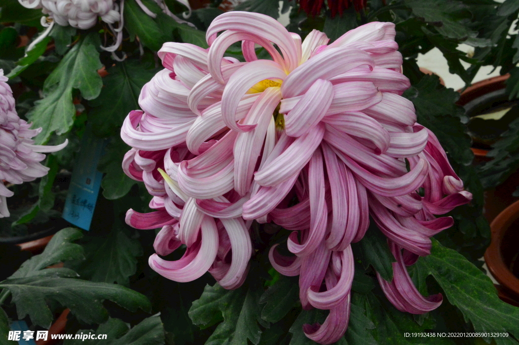 菊花 