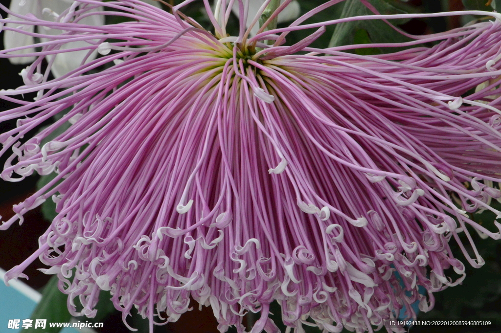 菊花