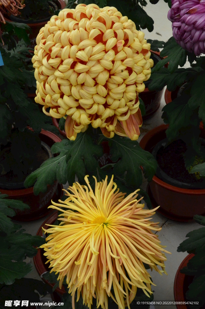 菊花
