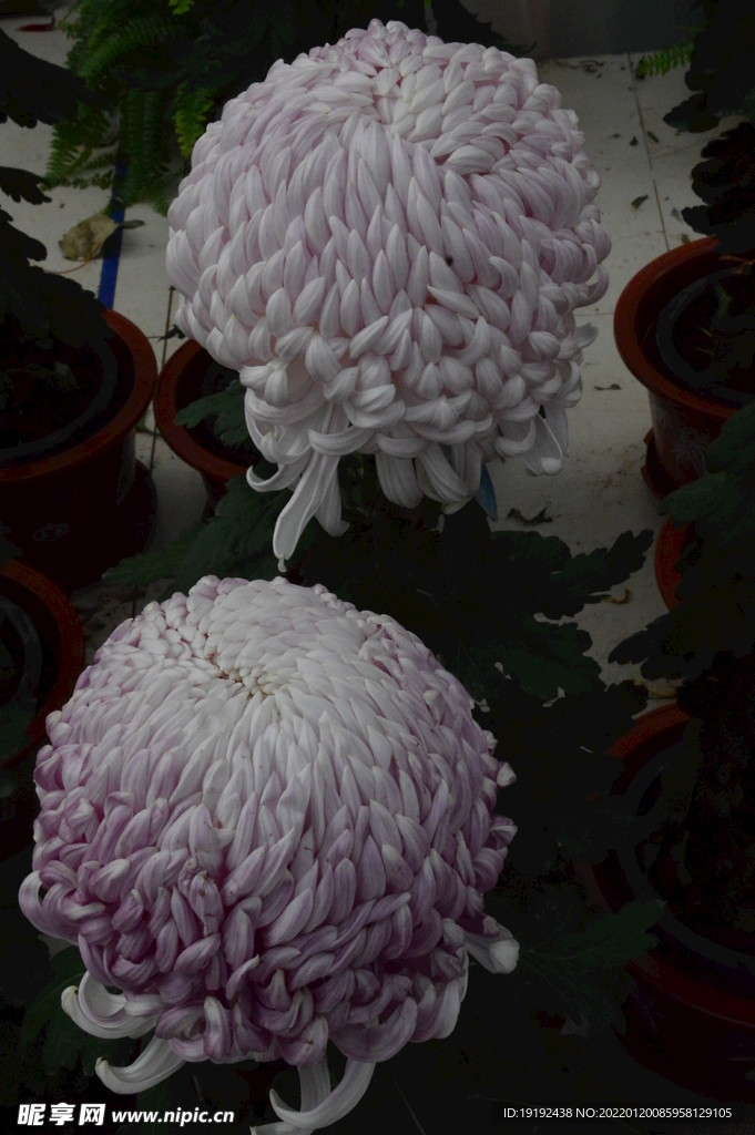 菊花 